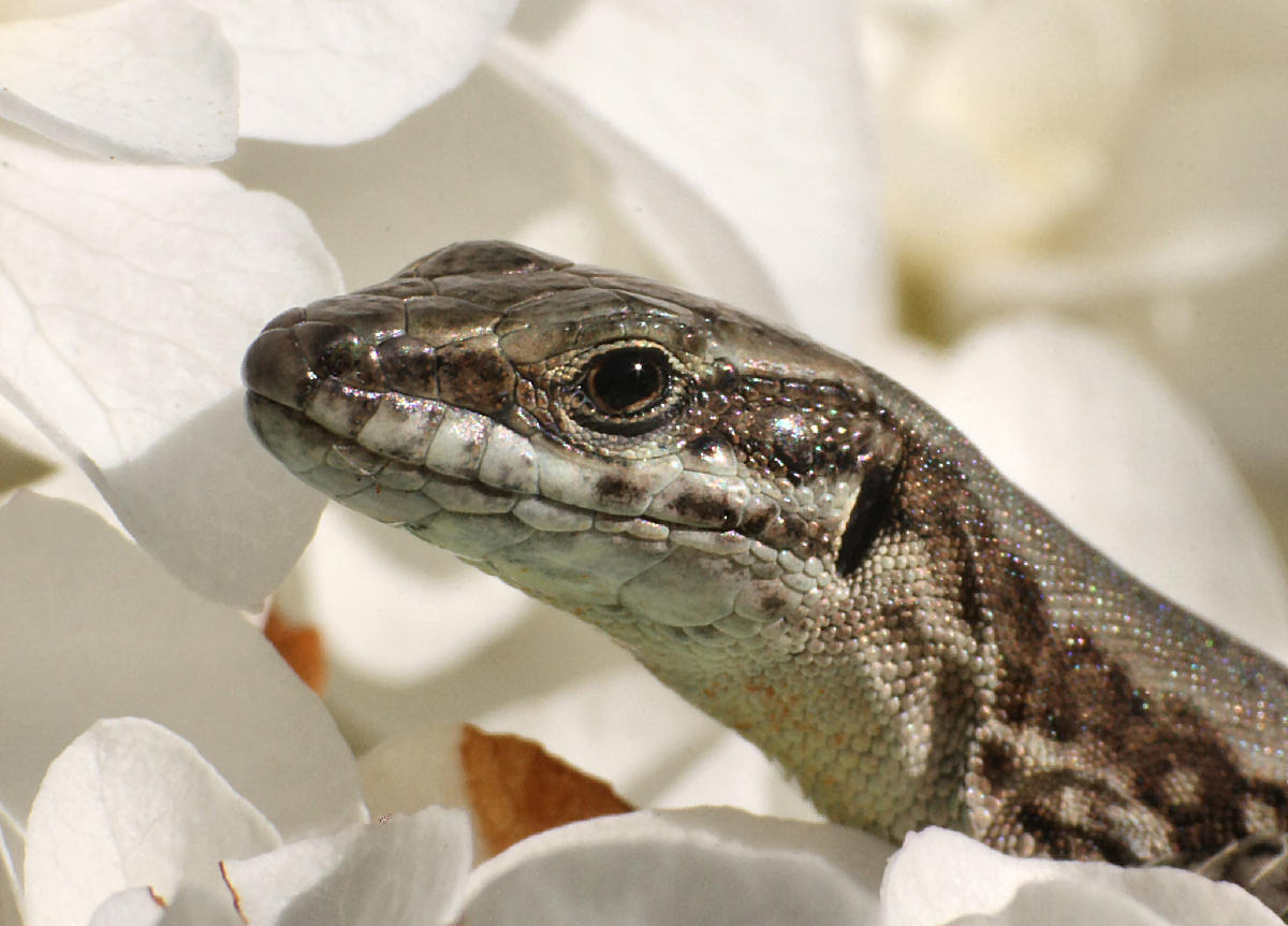 Podarcis muralis